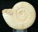 Perisphinctes Ammonite - Jurassic #17065-1